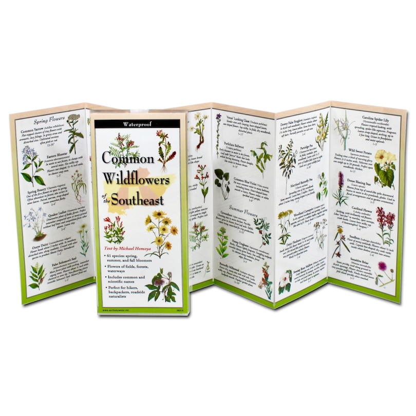 Front cover_Common Wildflowers of the Southeast