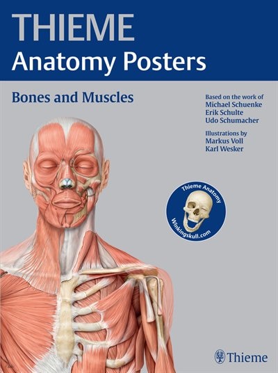 Front cover_Thieme Anatomy Posters Bones And Muscles