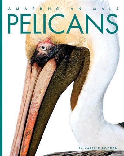 Couverture_Pelicans