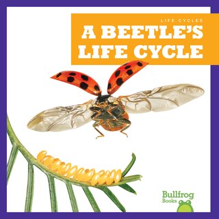 Front cover_A Beetle's Life Cycle
