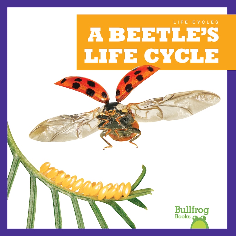 Front cover_A Beetle's Life Cycle