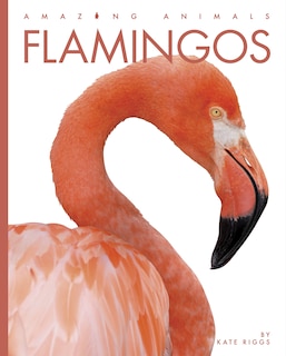 Front cover_Flamingos