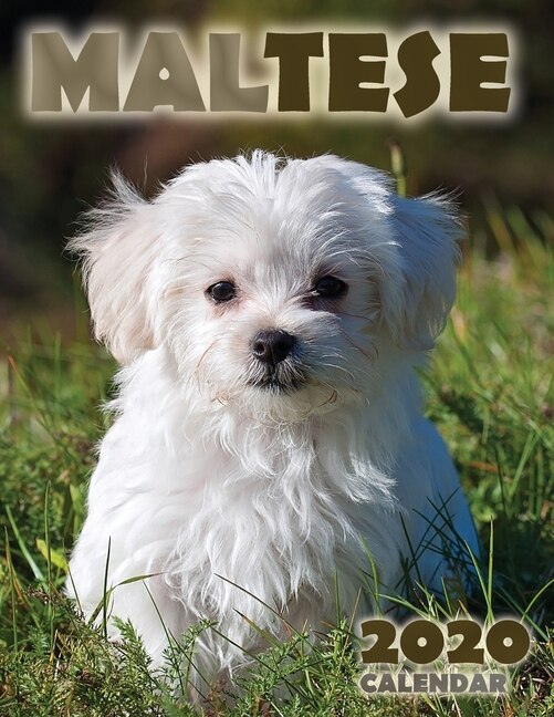 Front cover_Maltese 2020 Calendar