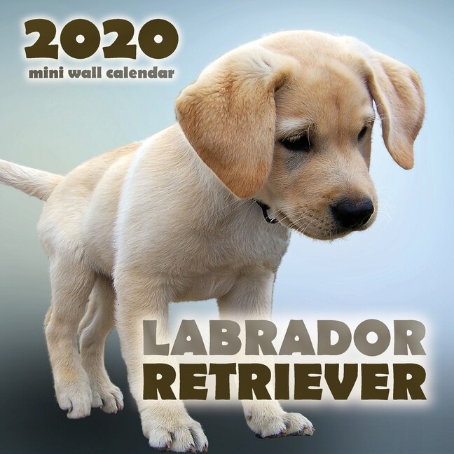 Couverture_Labrador Retriever 2020 Mini Wall Calendar