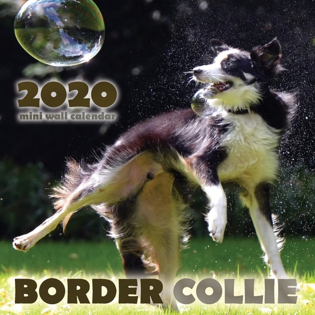 Couverture_Border Collie 2020 Mini Wall Calendar