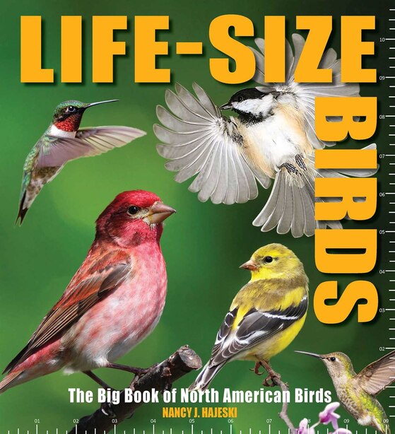 Life-size Birds: The Big Book Of North American Birds by Nancy J. Hajeski