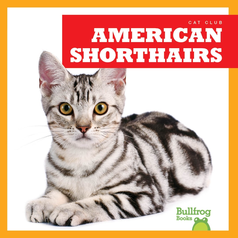 American Shorthairs