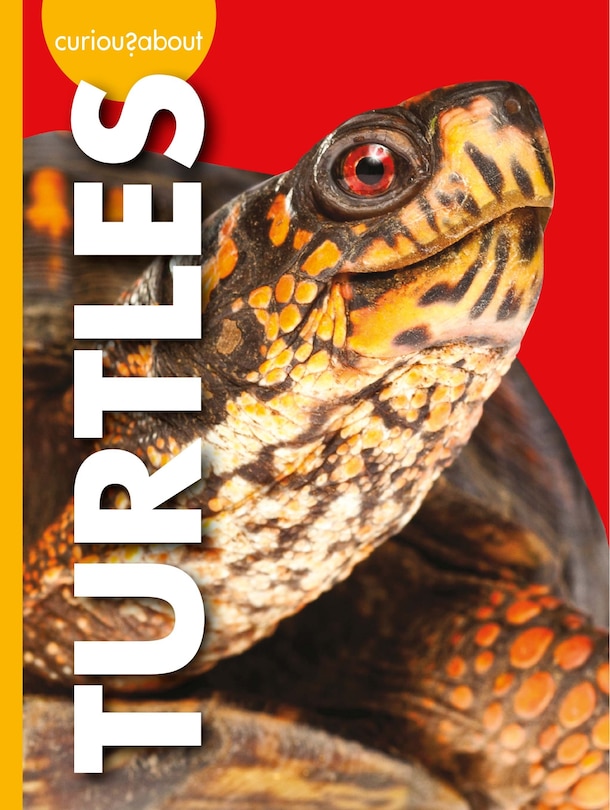 Front cover_Curious about Turtles