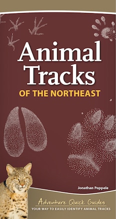 Animal Tracks Of The Northeast: Your Way To Easily Identify Animal Tracks