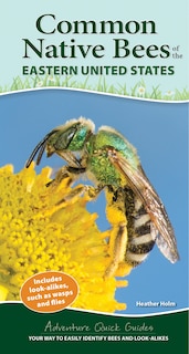 Front cover_Common Native Bees Of The Eastern United States