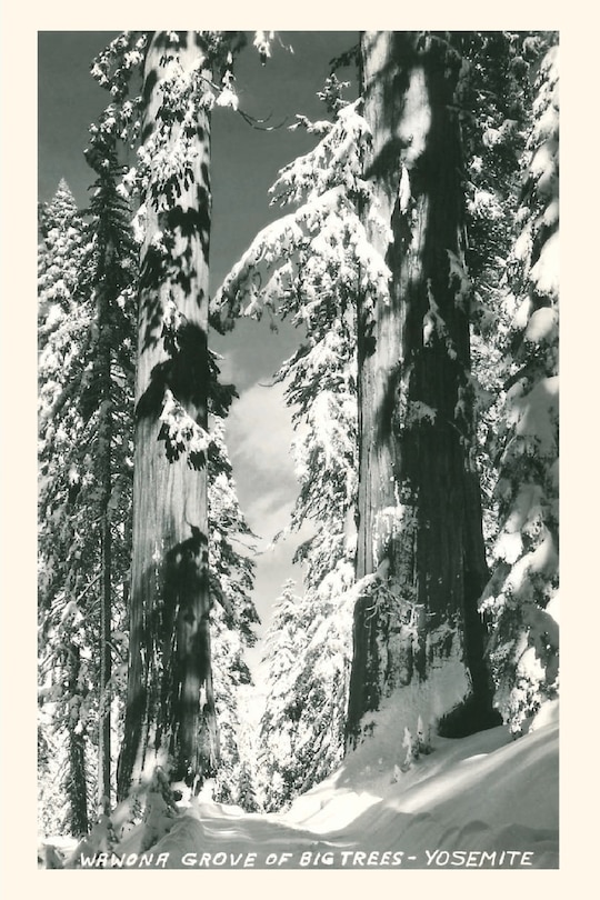 Couverture_Vintage Journal Wawona Grove of Big Trees, Yosemite