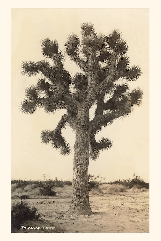 Front cover_Vintage Journal Joshua Tree