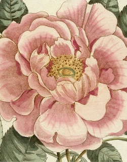 Front cover_John Derian Picture Book II