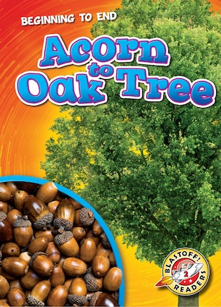 Acorn to Oak Tree