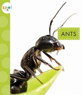 Couverture_Ants