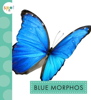 Couverture_Blue Morphos