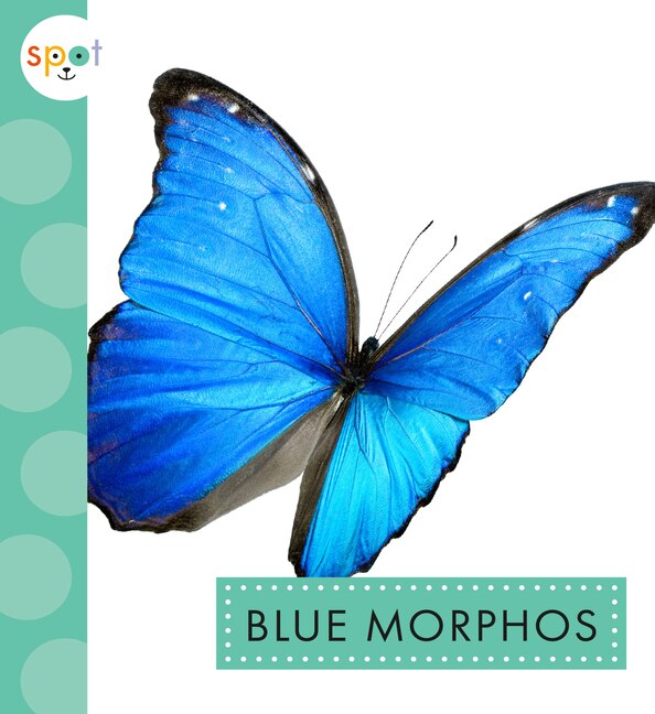 Couverture_Blue Morphos
