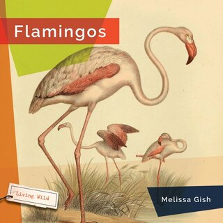 Front cover_Flamingos