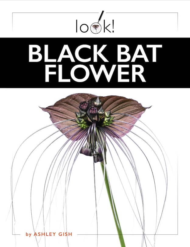 Couverture_Black Bat Flower