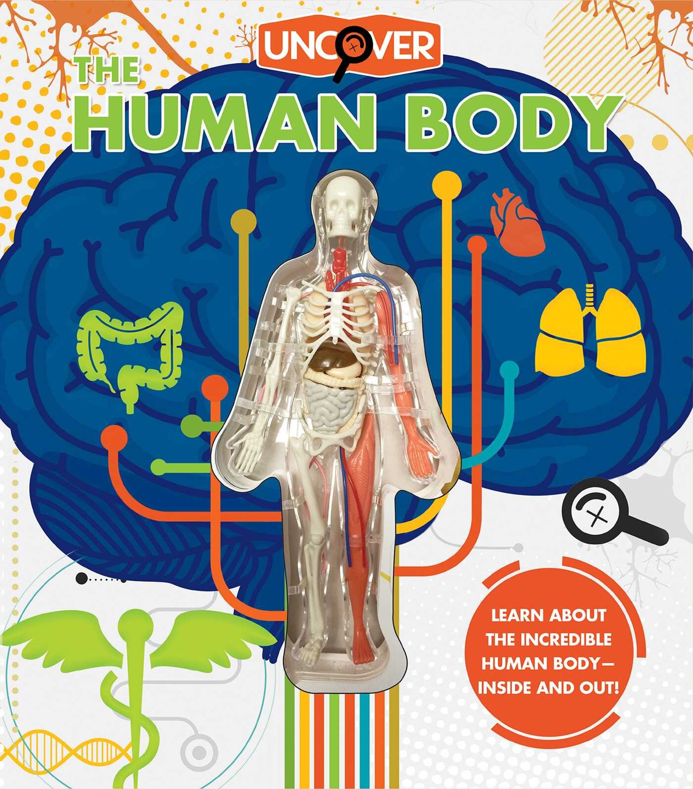 Human Body | Indigo