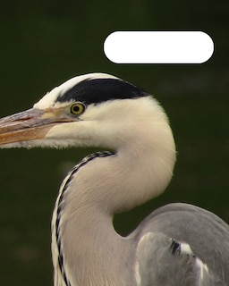Front cover_Birds