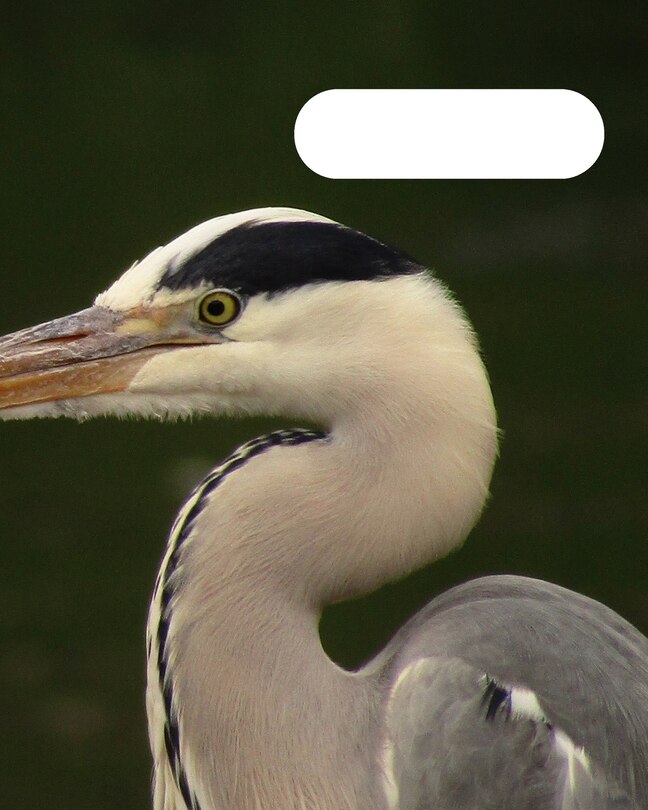Front cover_Birds