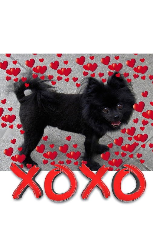 Couverture_Valentine's all Love xoxo Pomeranian creative blank journal