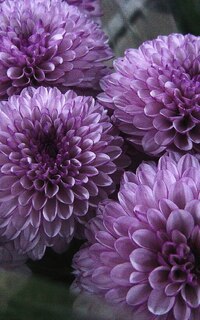 Front cover_Lilac flower Journal