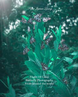 Couverture_Flight of colorButterfly Photographers