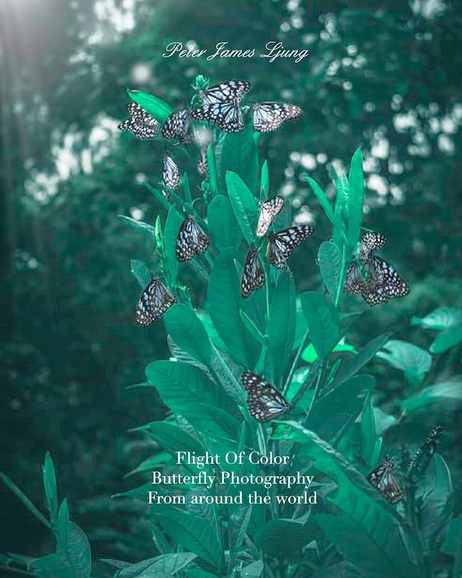 Couverture_Flight of colorButterfly Photographers