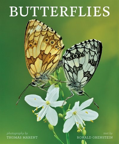 Front cover_Butterflies