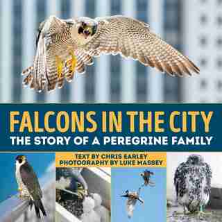 Falcons In The City: The Story Of A Peregine Family by Chris Earley