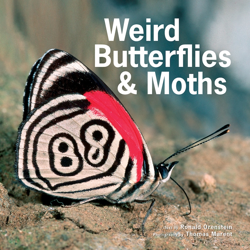 Front cover_Weird Butterflies And Moths