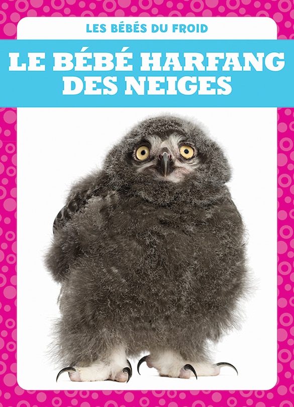 Le bébé harfang des neiges