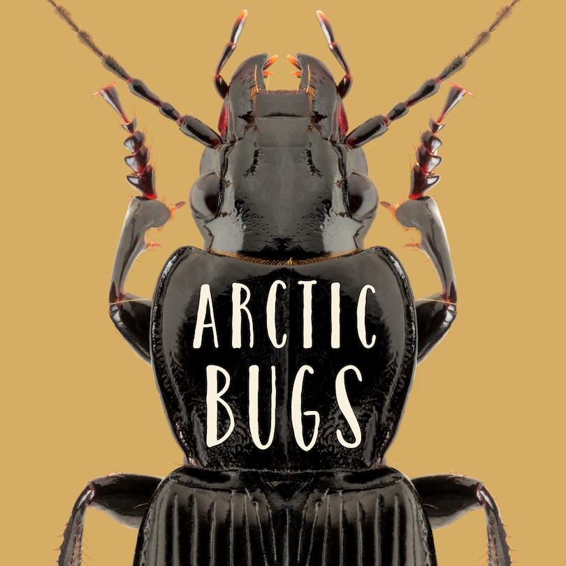 Arctic Bugs: English Edition