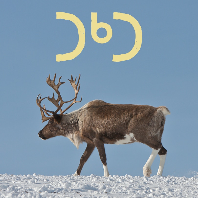 Front cover_The Caribou