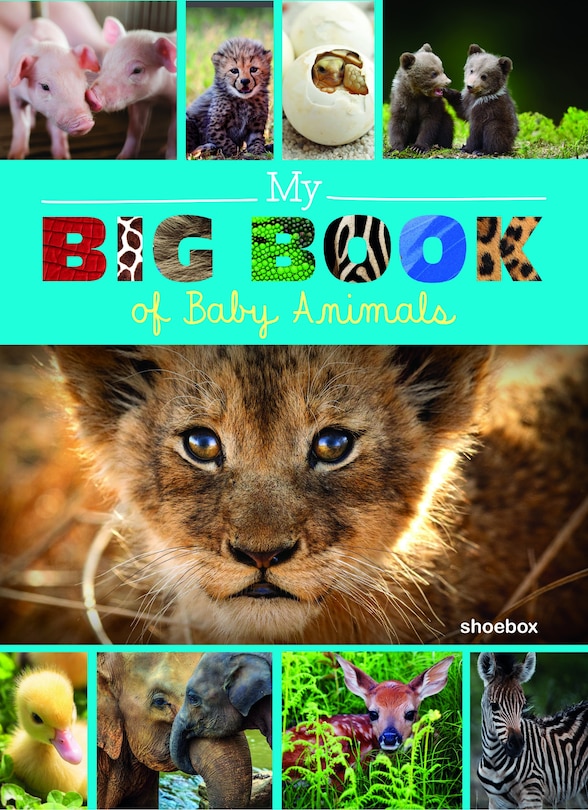 Couverture_My Big Book of Baby Animals