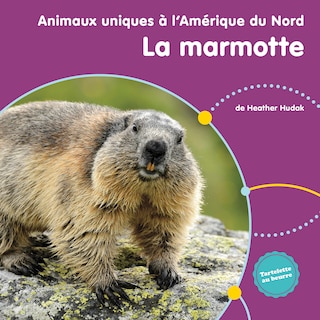 La marmotte d'Amérique