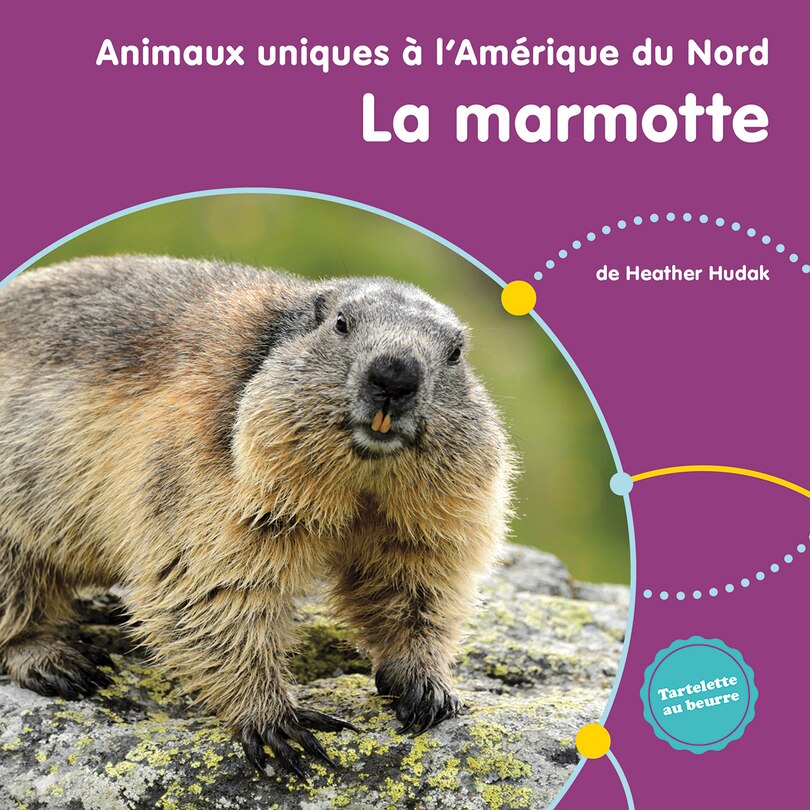 La marmotte d'Amérique