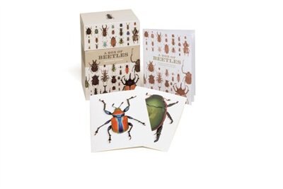 Front cover_A Box of Beetles