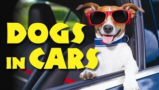 Couverture_DOGS IN CARS