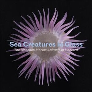 Sea Creatures In Glass: The Blaschka Marine Animals At Harvard