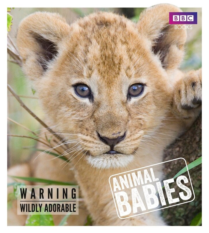 Front cover_Animal Babies