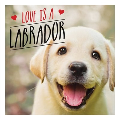 Front cover_Love Is A Labrador