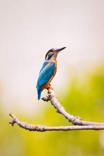 Couverture_Kingfisher