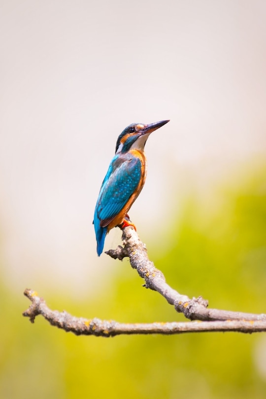 Couverture_Kingfisher