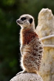 Front cover_Meercat