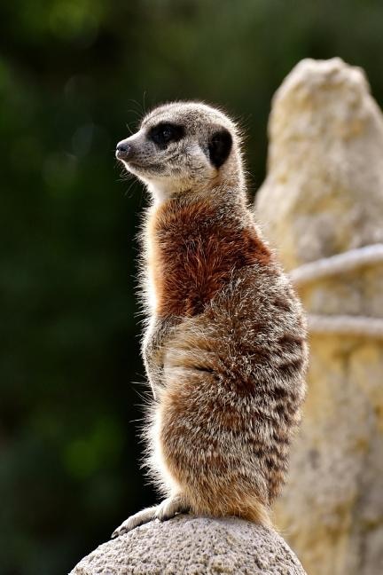 Front cover_Meercat