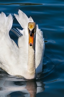 Front cover_Swan