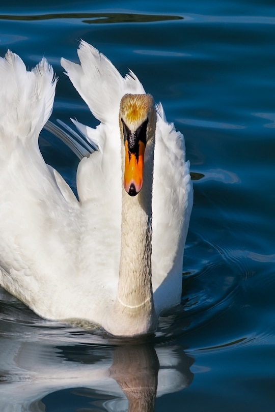 Front cover_Swan
